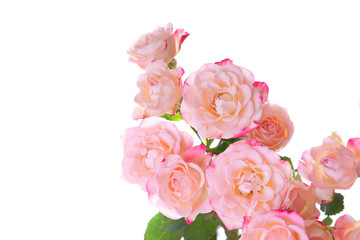 Obraz na płótnie Canvas Pink roses 