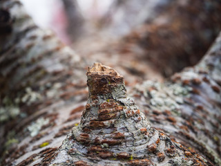 Fototapeta na wymiar Close-up of a tree trunk