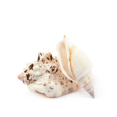 Pile of sea shells isolated