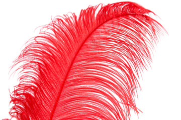 Red feather on white background