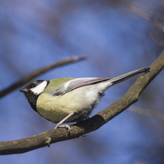 Great tit, Parus Major, close-up portrait on branch with bokeh background, selective focus, shallow DOF