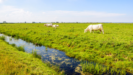 Fototapeta premium White cows grazing in a Dutch nature reserve