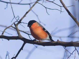 Red-colored Male of Eurasian Bullfinch, Pyrrhula pyrrhula, close-up portrait on branch with bokeh background, selective focus, shallow DOF