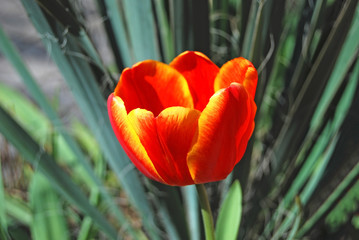 Naklejka premium Beautiful tulip flower