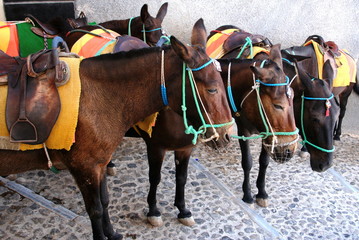 Esel auf Santorini