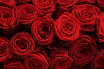 Big red roses