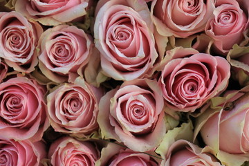  pink wedding roses
