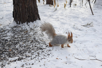 Thik squirrel goes though the snow