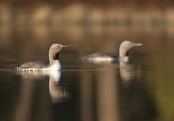 Red throated divers (Gavia stellata) on lake at dawn, Bergslagen, Sweden, April 2009