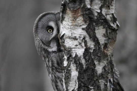 Great grey owl peering around birch tree