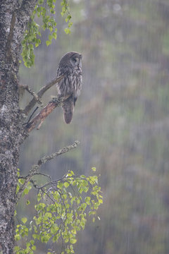 Great grey owl (Strix nebulosa) in summer downpour, Bergslagen, Sweden, June 2009