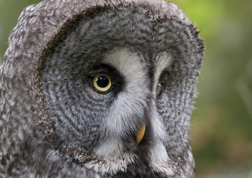 Great grey owl (Strix nebulosa) head portrait, Bergslagen, Sweden, June 2009