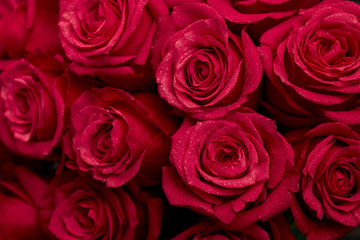 Bouquet of red colored rose flower with water drops on petals close-up as background.