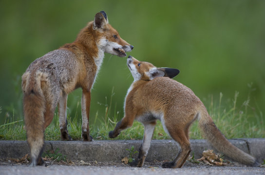 Urban Red fox (Vulpes vulpes) cub wanting food from mother, London, May 2009