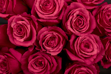 Bouquet of red colored rose flower with water drops on petals close-up as background.