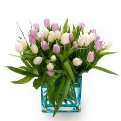 Fresh lila and white tulips