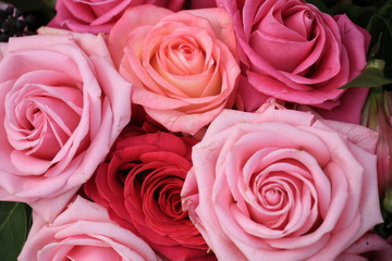 Big pink roses