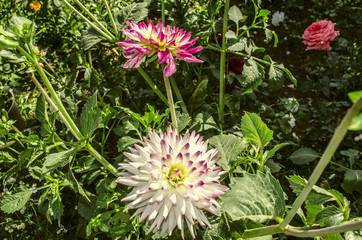 White with purple petals dahlia with bud among other flowers in  garden
