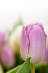 Close up of lila tulip