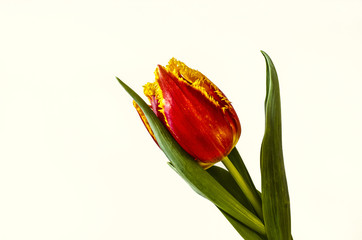 
Red yellow tulip with fringe on the petals and with large leaves on stalk 

