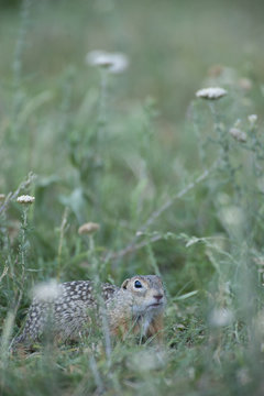 Spotted souslik (Spermophilus suslicus) Moldova, June 2009
