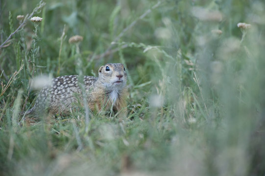 Spotted souslik (Spermophilus suslicus) amongst long grass, Moldova, June 2009