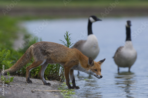 canada goose red fox canada goose red fox