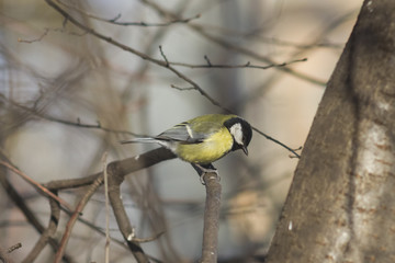 Fototapeta premium Great tit, Parus Major, close-up portrait on branch with bokeh background, selective focus, shallow DOF