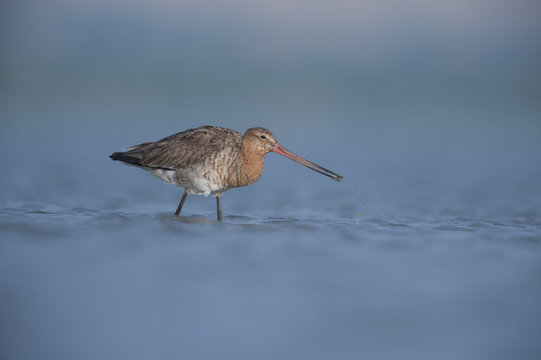 Black tailed godwit (Limosa Limosa) feeding, Lake Belau, Moldova, June 2009