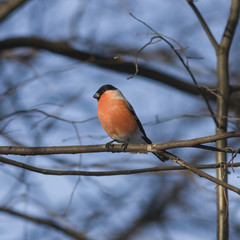 Red-colored Male of Eurasian Bullfinch, Pyrrhula pyrrhula, close-up portrait on branch with bokeh...