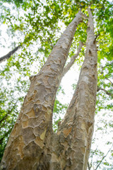Sunlighting in the Thailand Forest