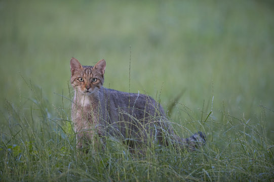 Wild cat (Felis silvestris) in long grass, Codrii Forest Reserve, Moldova, June 2009