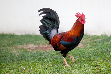 Rooster