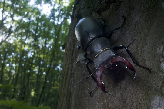 Male Stag beetle {Lucanus cervus} on a tree trunk, Codrii Reserve, Central Moldova, June 2009