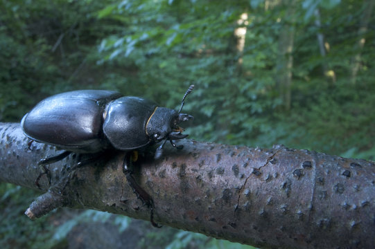 Female Stag beetle {Lucanus cervus} on a branch, Codrii Reserve, Central Moldova, June 2009