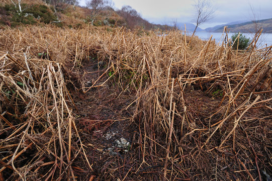 European river otter (Lutra lutra) runs and spraint in bracken, Ardnamurchan, Scotland, January 2009