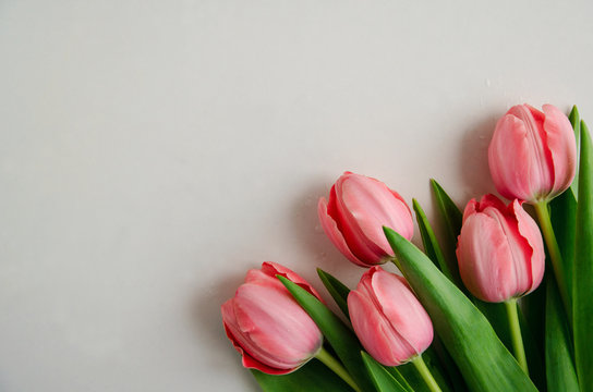 Fresh pink tulip bouquet in the lower right corner on white background with copy space isolated