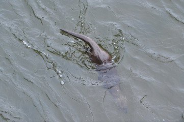 European river otter (Lutra lutra) diving to forage in the River Tweed, Scotland, February 2009
