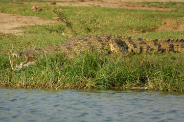 Crocodile at river shore
