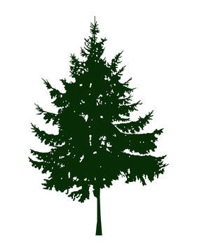 Silhouette of coniferous tree. Can be used as poster, badge, emblem, banner, icon, sign, decor.