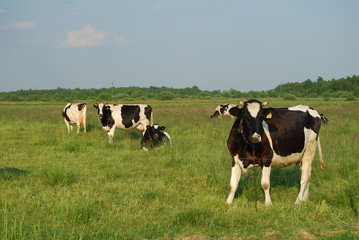 Fototapeta premium Poleski Park Narodowy,