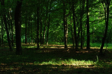 Fototapeta premium Poleski Park Narodowy.