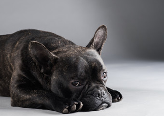  Portrait of French Bulldog Dog