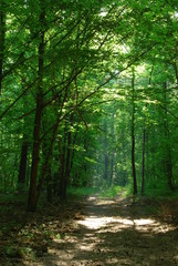 Fototapeta premium Poleski Park Narodowy.