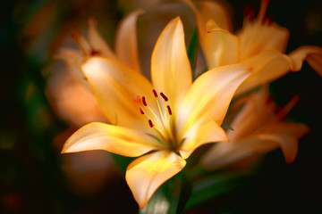 Closeup nature orange lilly flowers in the garden