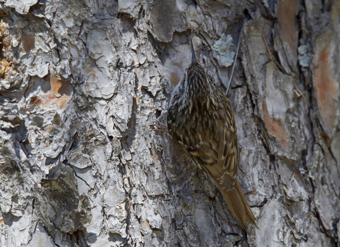 Short-toed treecreeper (Certhia brachydactyla) on tree trunk, Extremadura, Spain, April 2009
