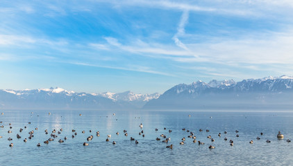 Manu ducks on Leman lake