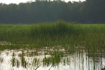 Obraz premium Sobiborski Park Krajobrazowy.