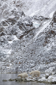 Two Polar bears (Ursus maritimus) on rocks, below scree slope, Svalbard, Norway, September 2009