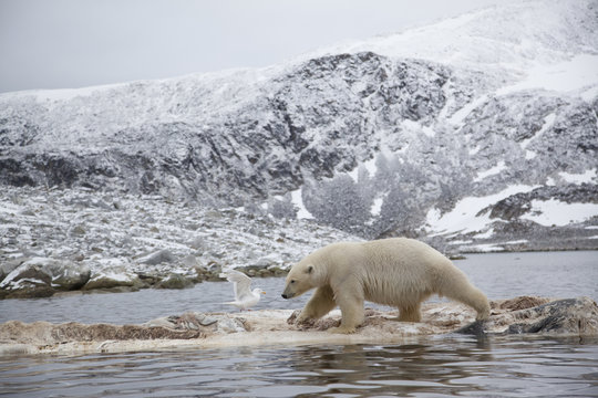 Polar bear (Ursus maritimus) walking on dead whale carcass, Svalbard, Norway, September 2009